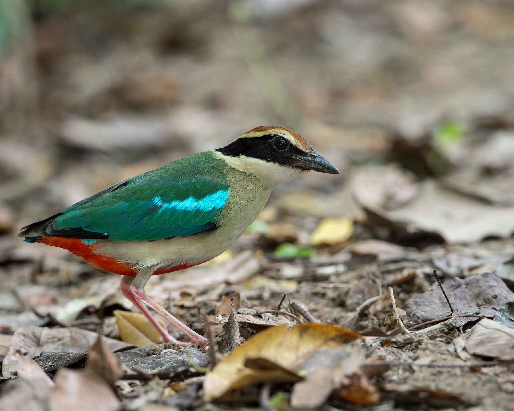 Fairy Pitta