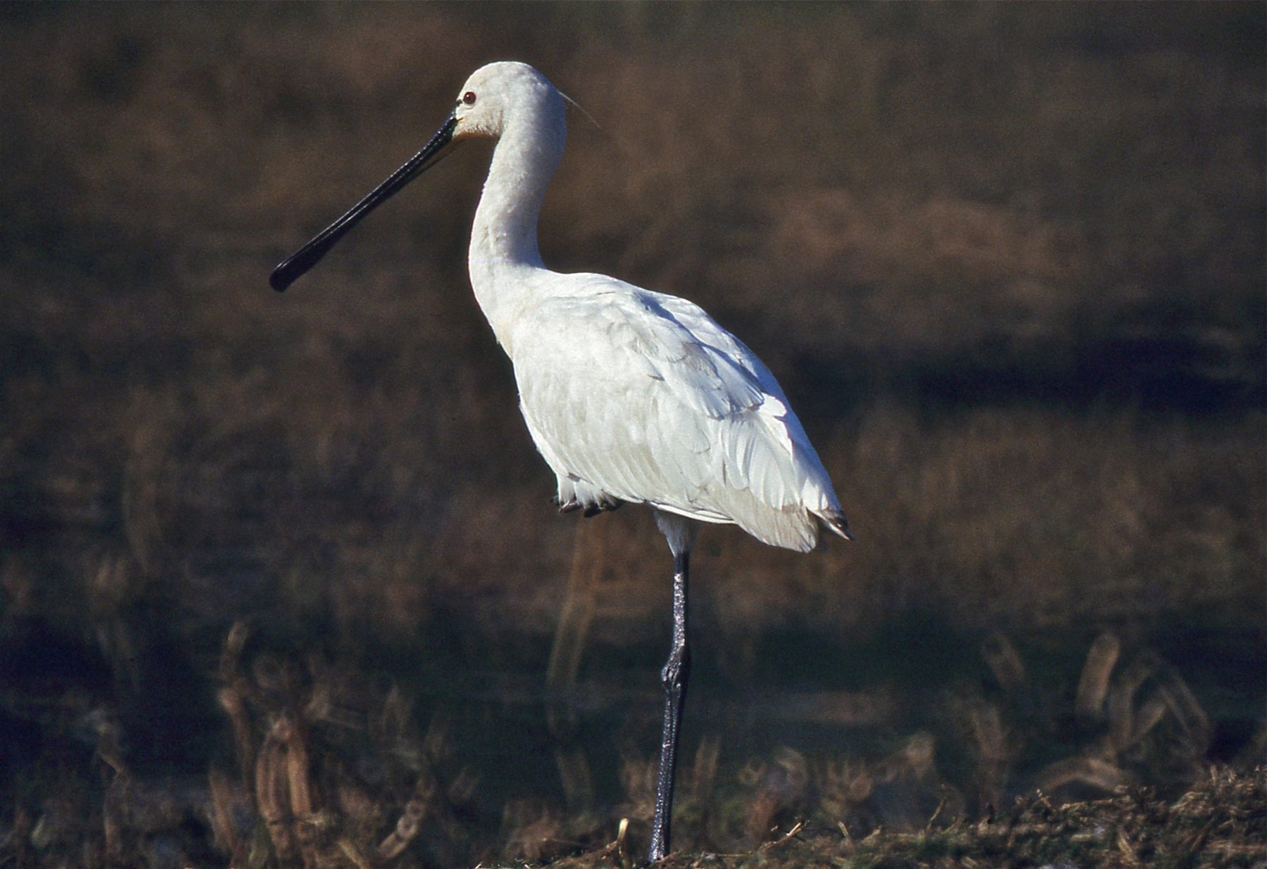 Eurasian Spoonbill