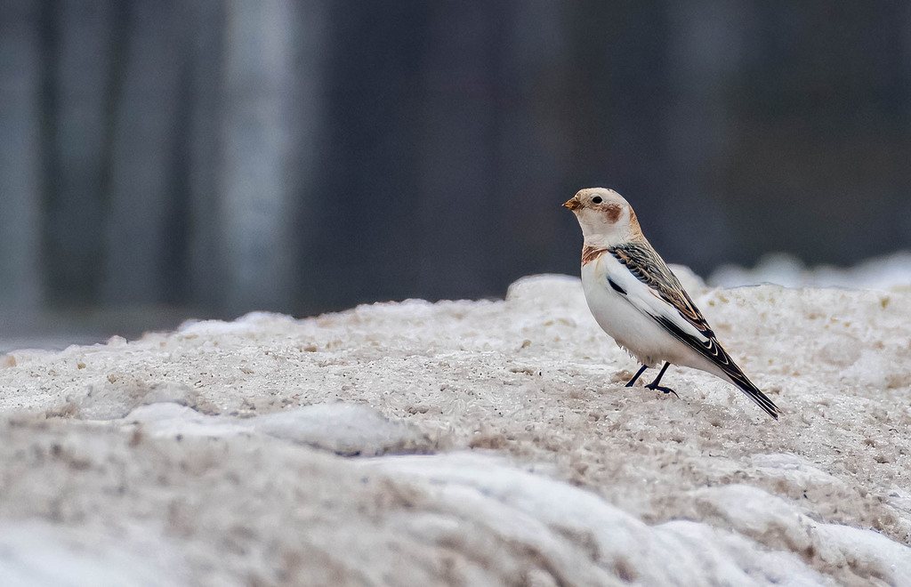 Snow Bunting
