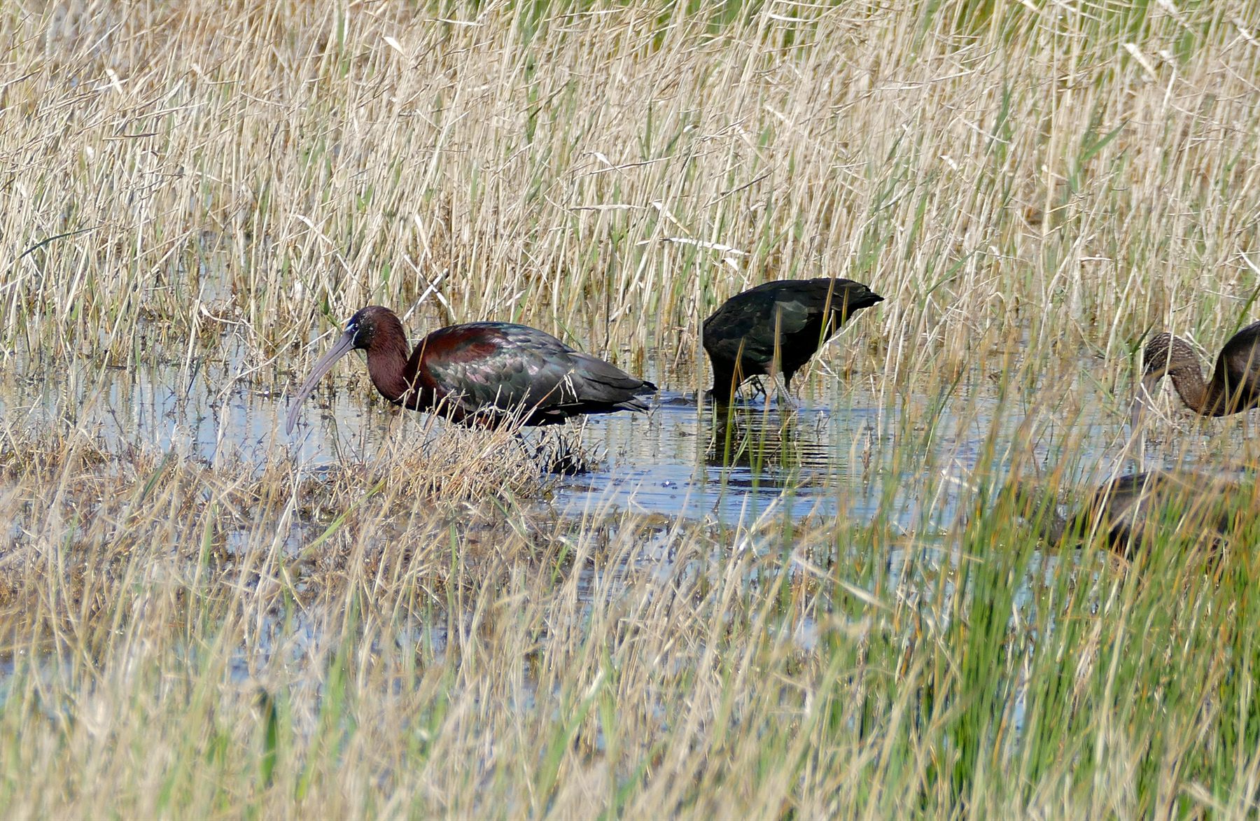Glossy Ibis