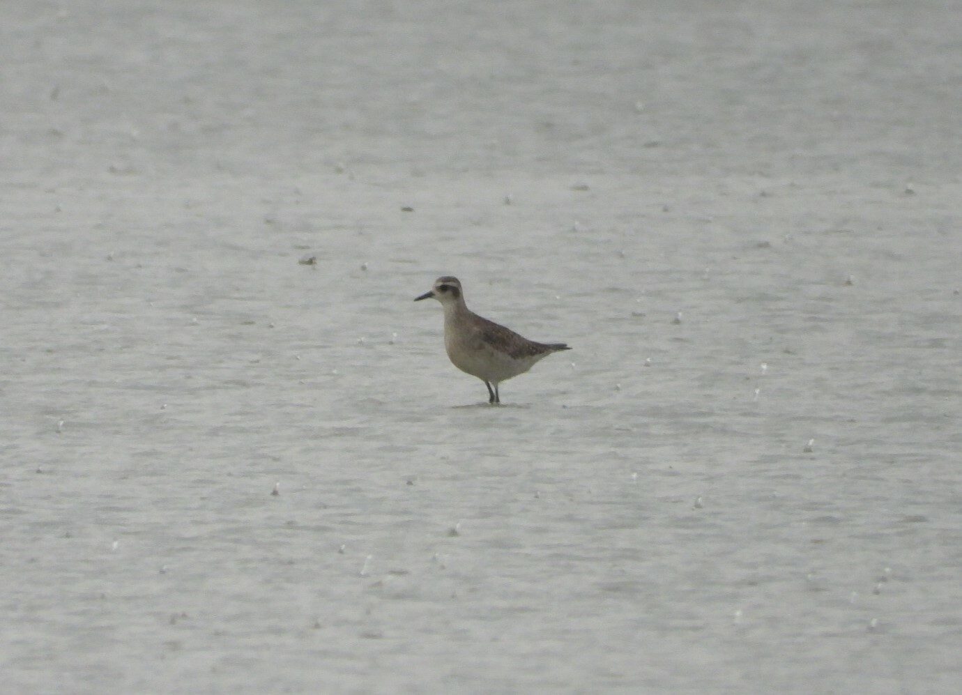 American Golden Plover