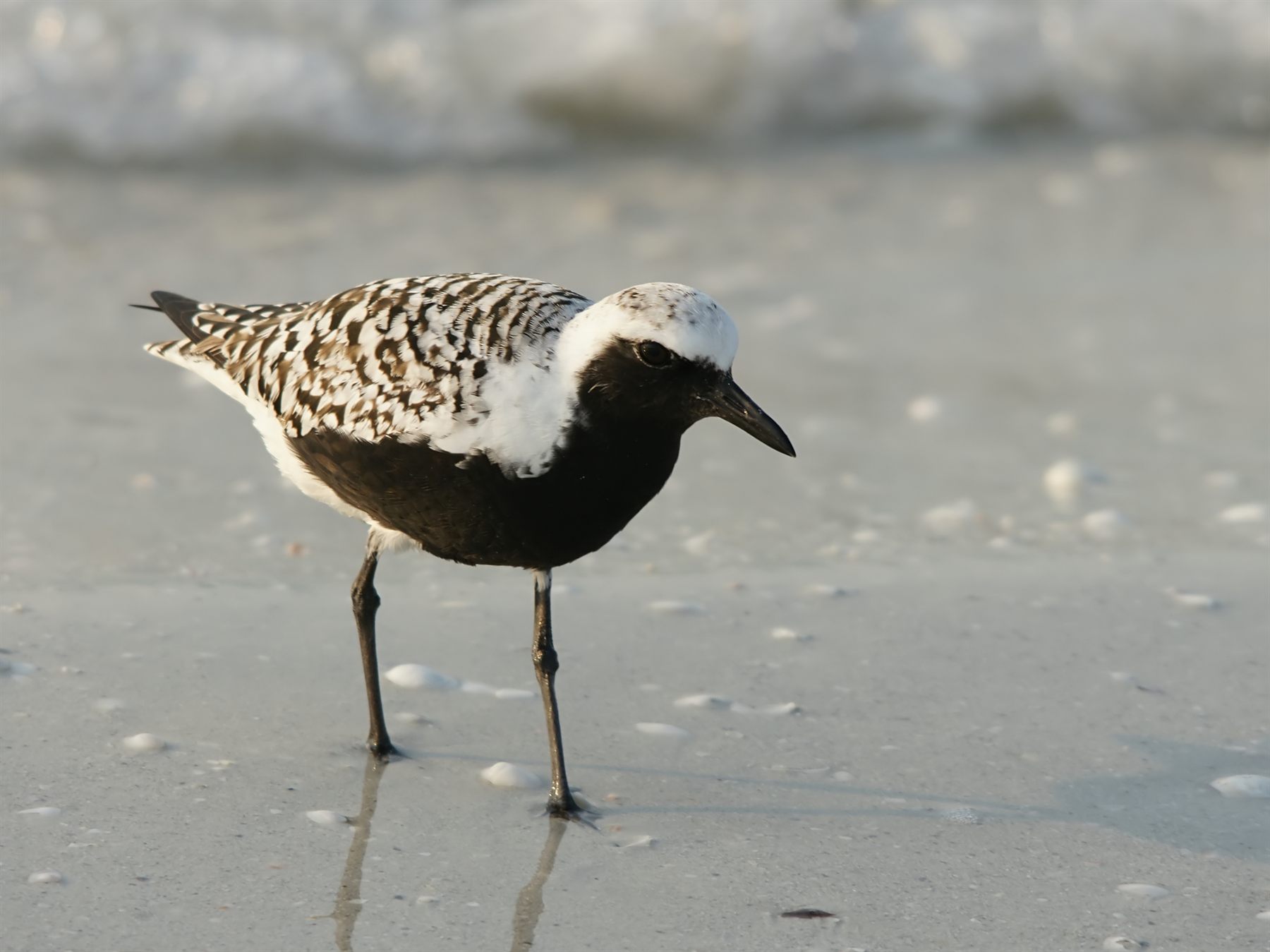 Grey Plover