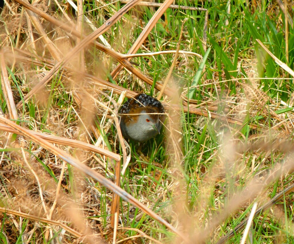 Baillon's Crake