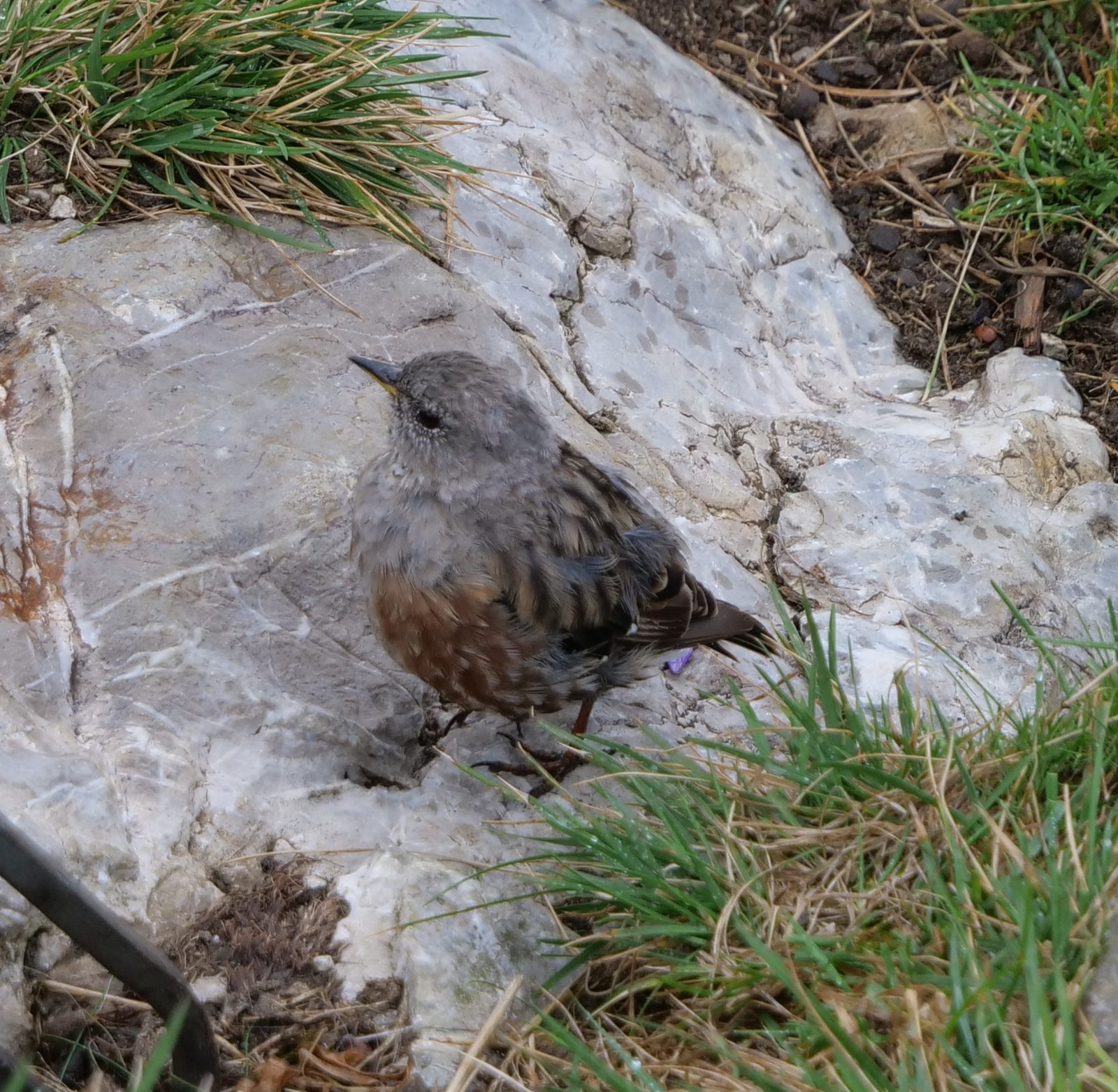 Alpine Accentor