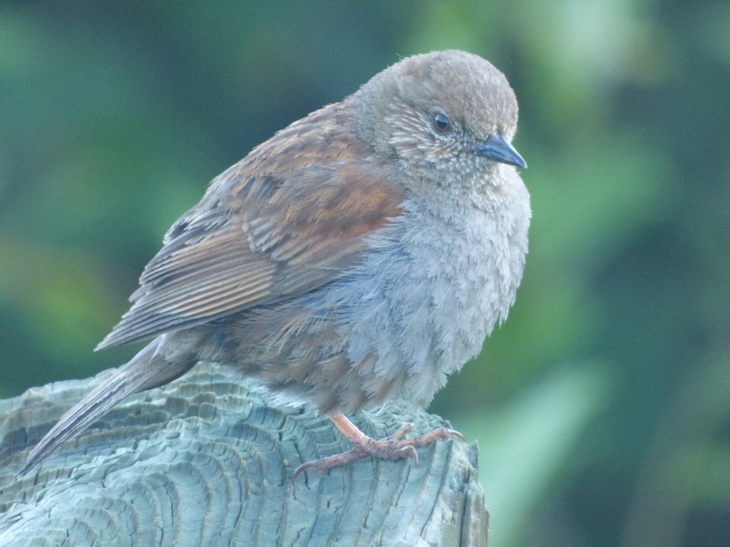 Japanese Accentor