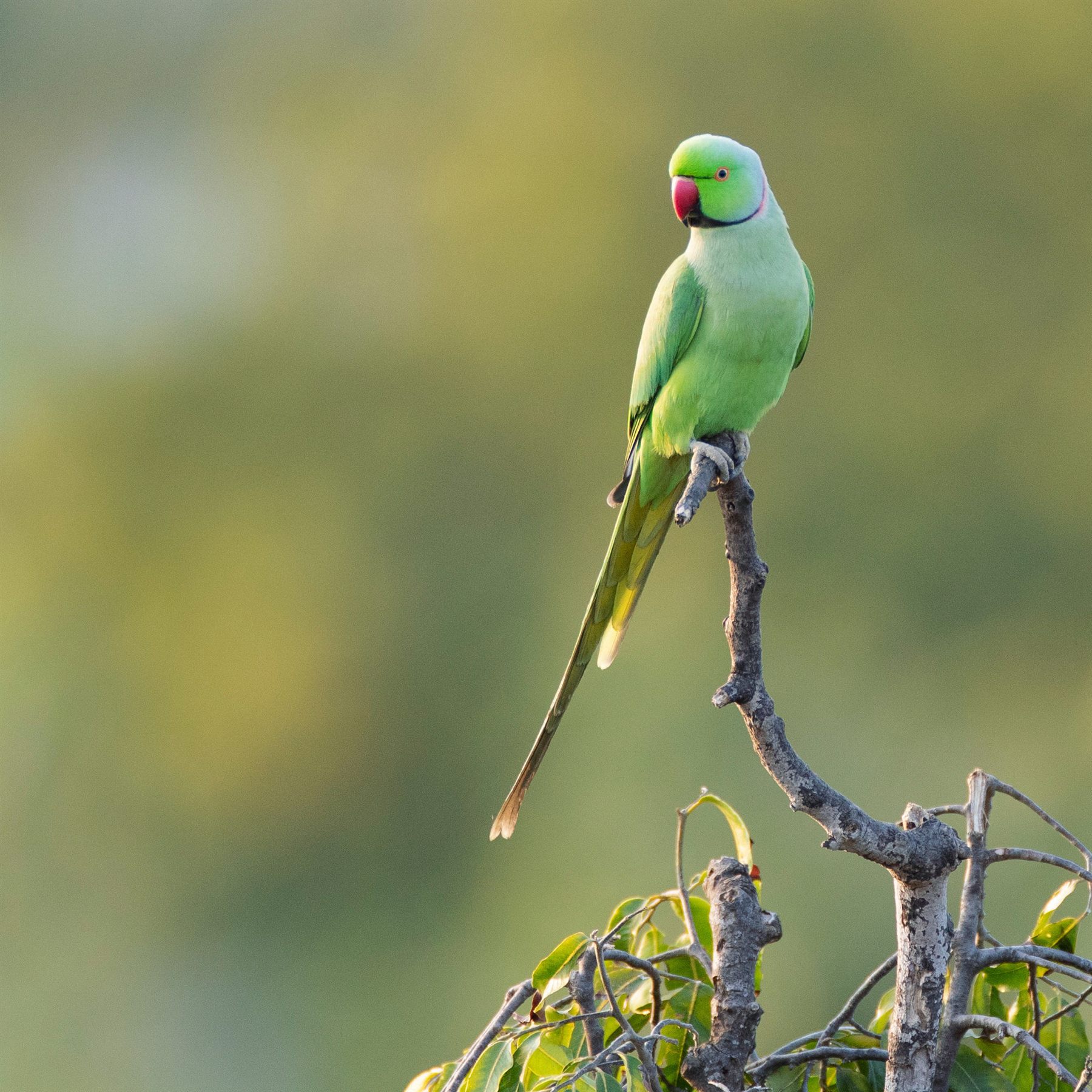Rose-ringed Parakeet