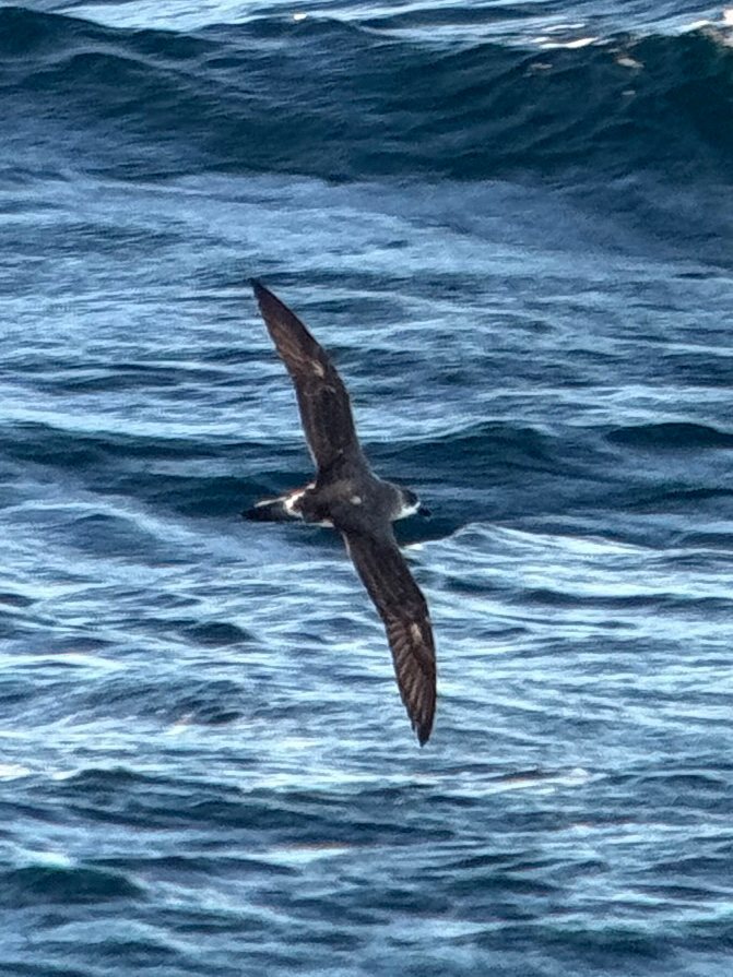 Juan Fernandez Petrel