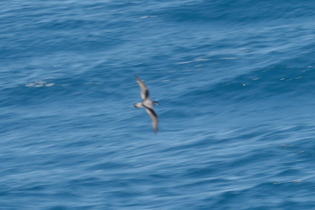 Stejneger's Petrel