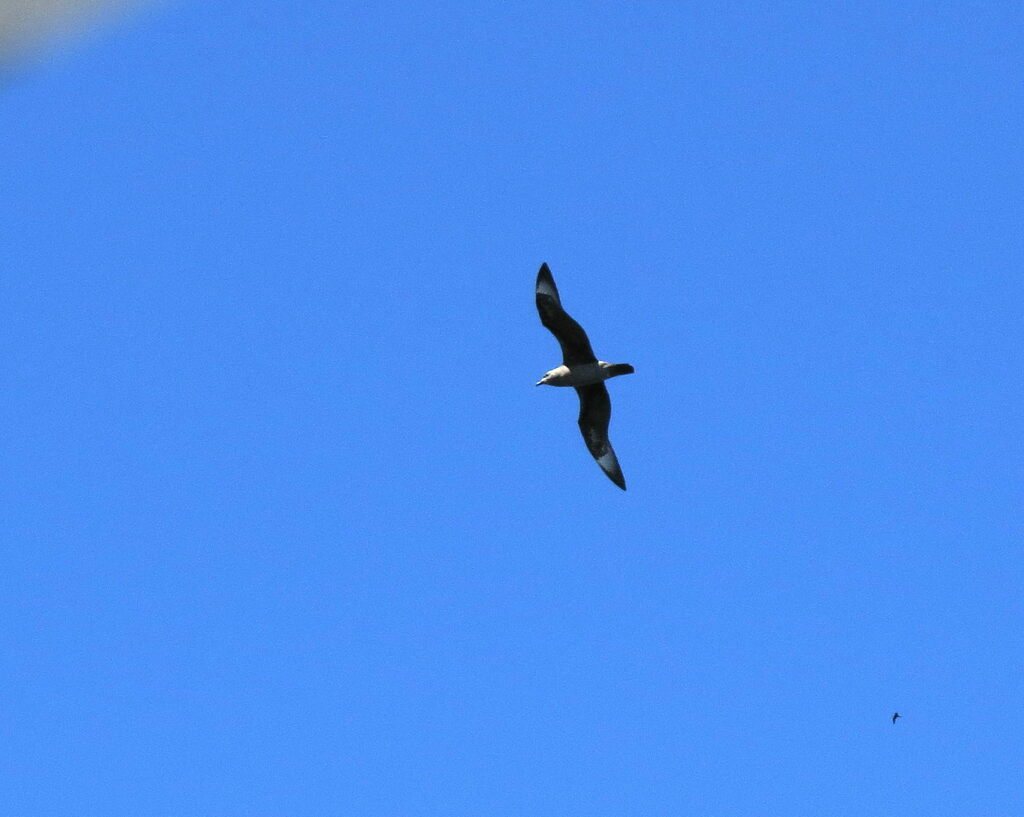 Kermadec Petrel