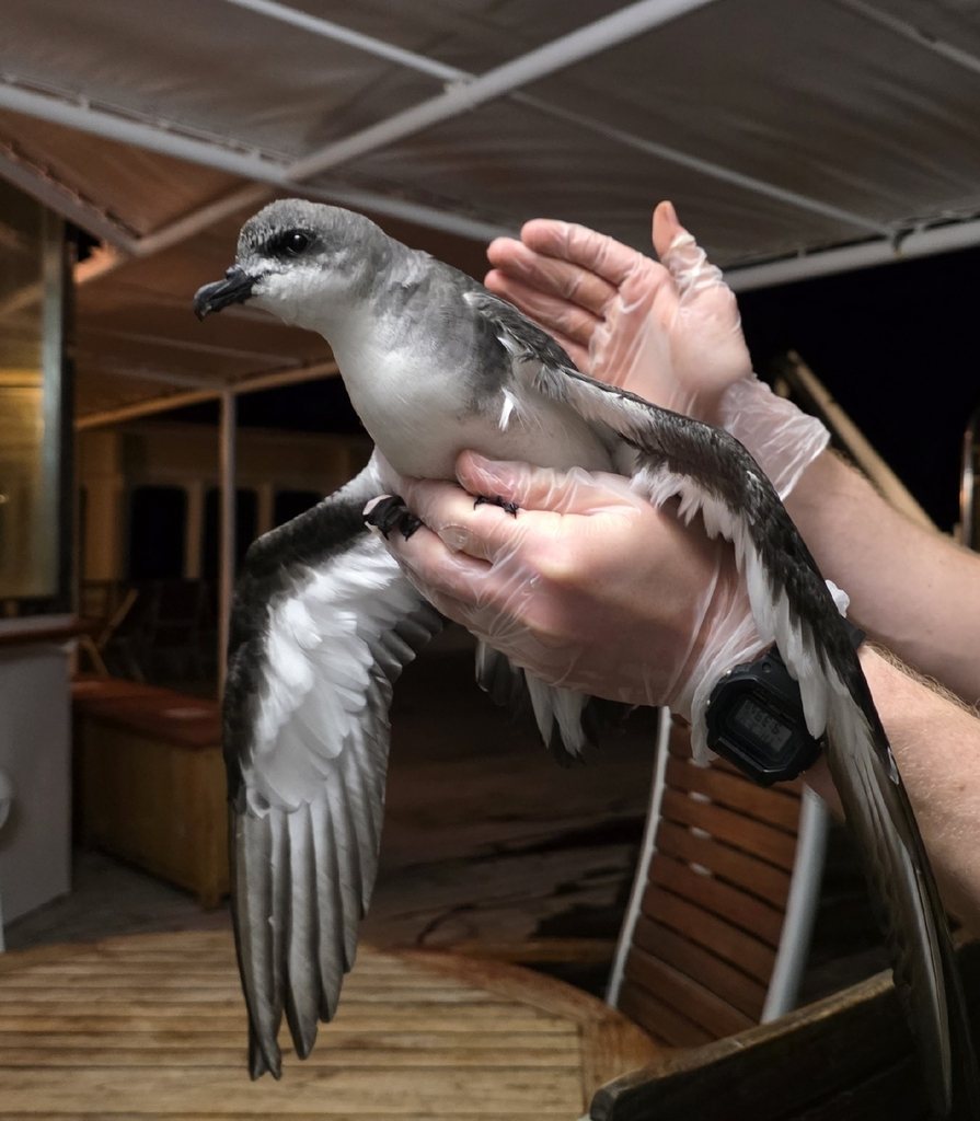 Black-winged Petrel