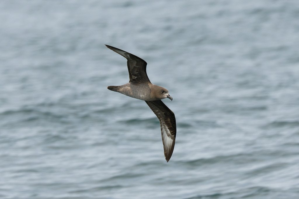 Providence Petrel