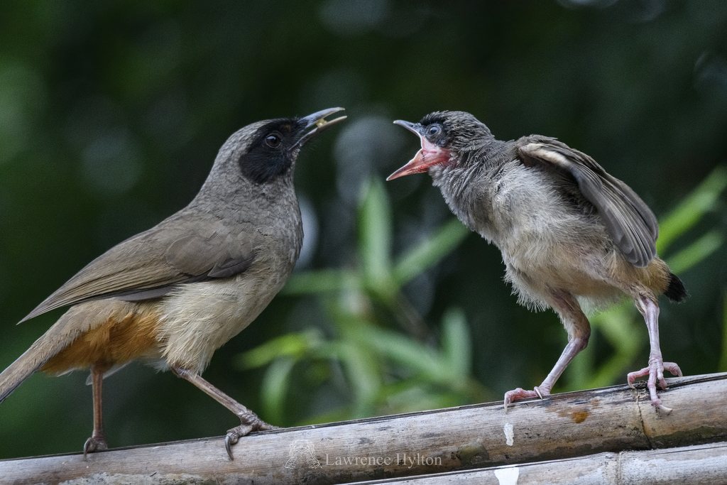 Masked Laughingthrush