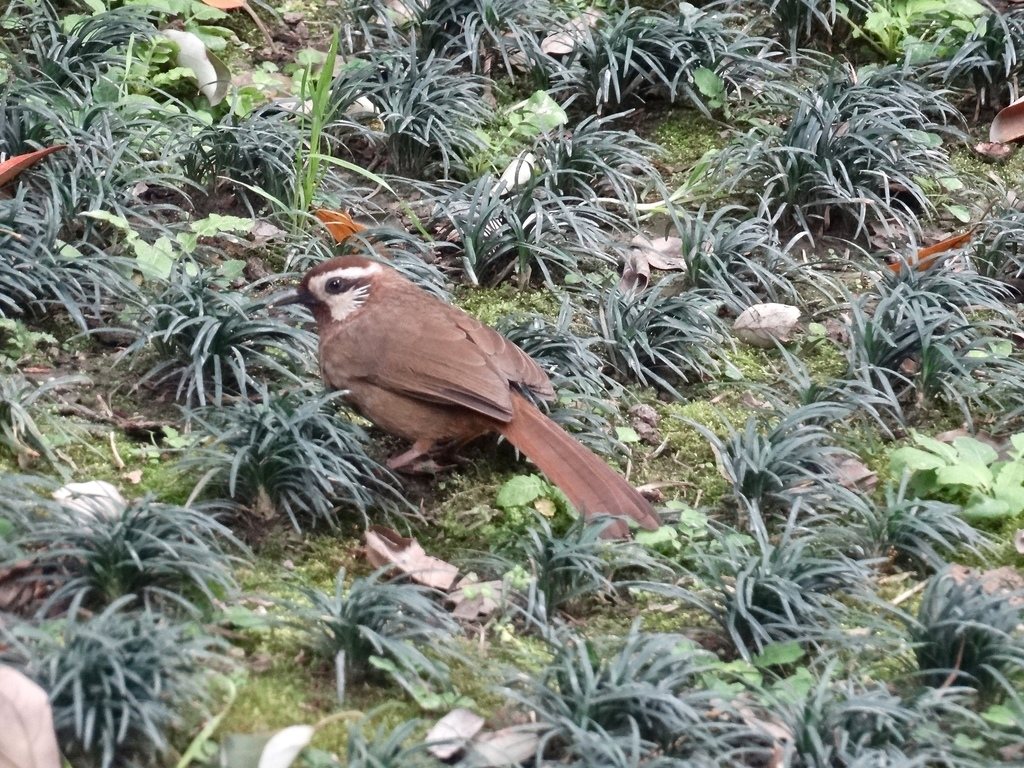 White-browed Laughingthrush