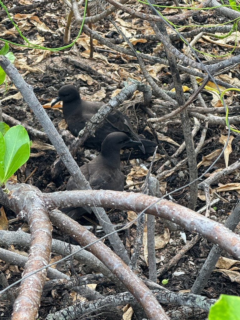 Christmas Shearwater