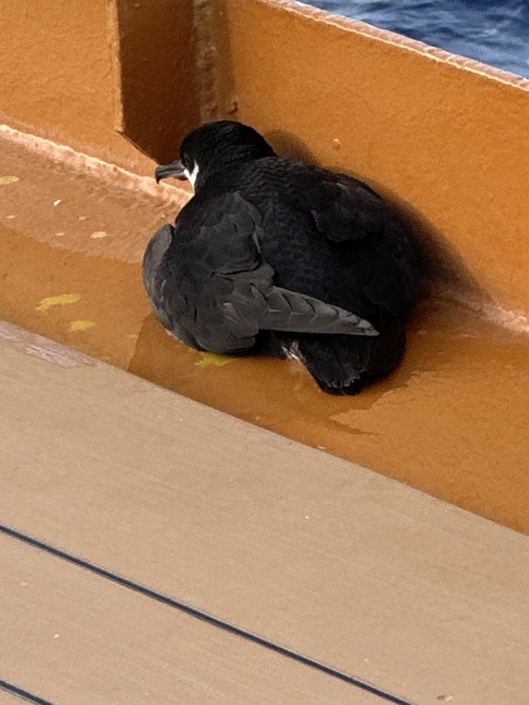 Newell's Shearwater
