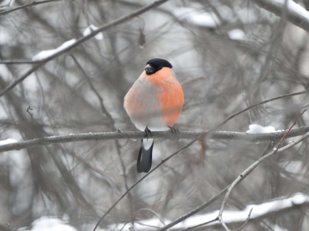 Eurasian Bullfinch