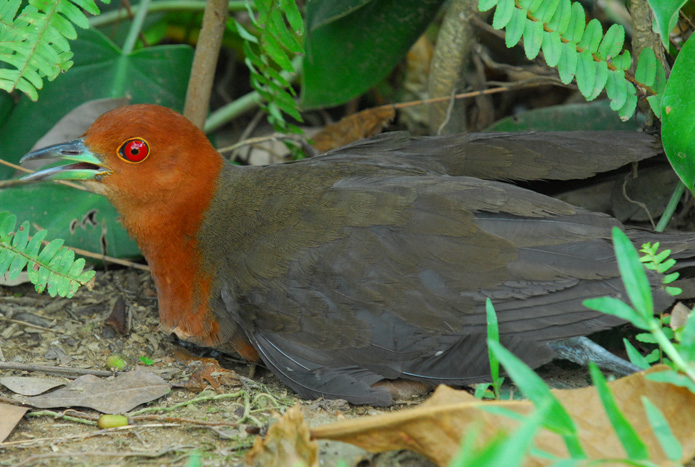 Slaty-legged Crake