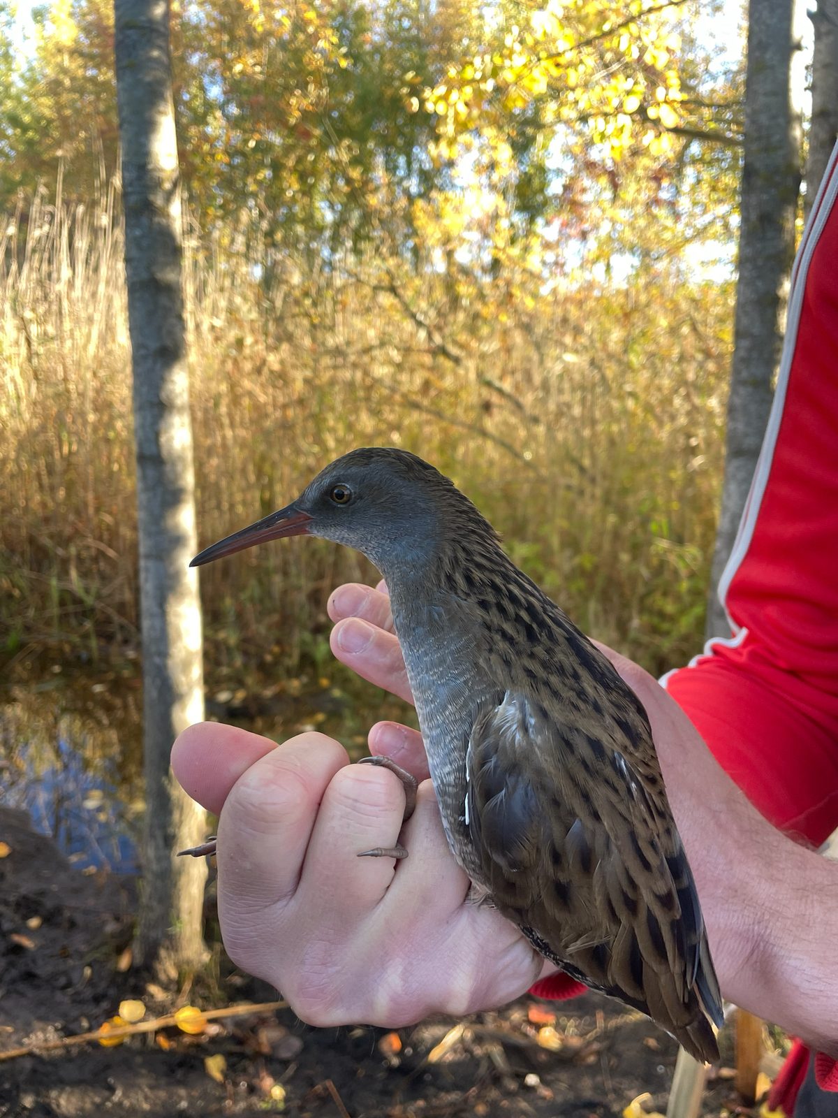 Water Rail