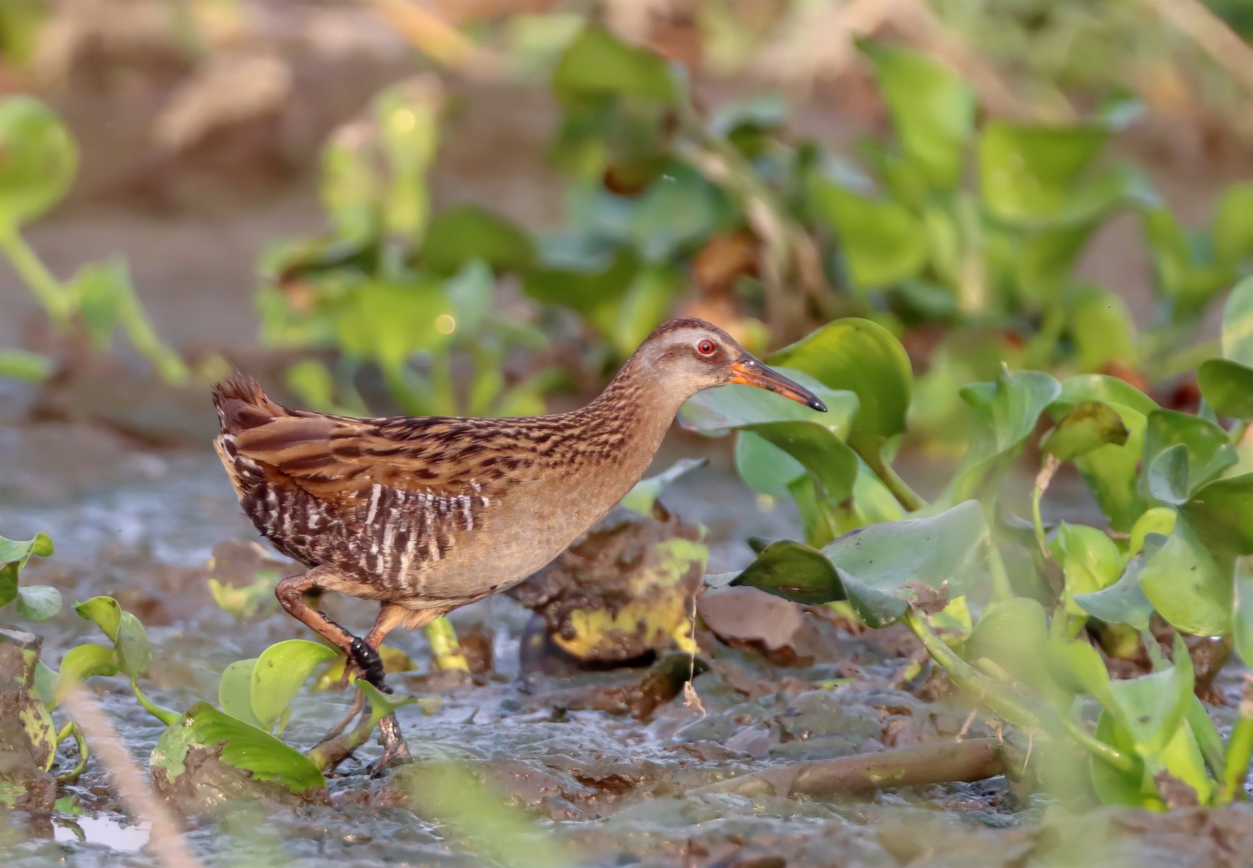 Brown-cheeked Rail