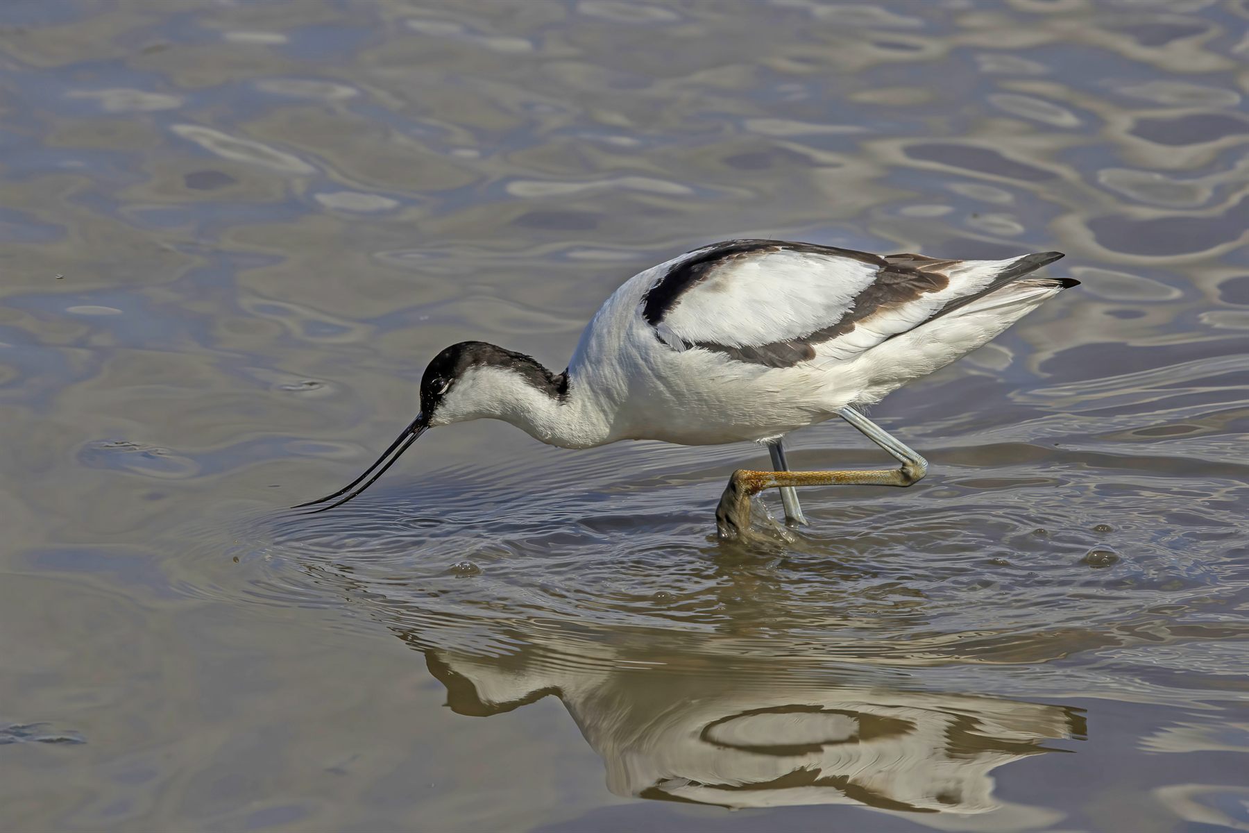 Pied Avocet