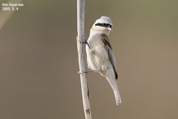 Chinese Penduline Tit