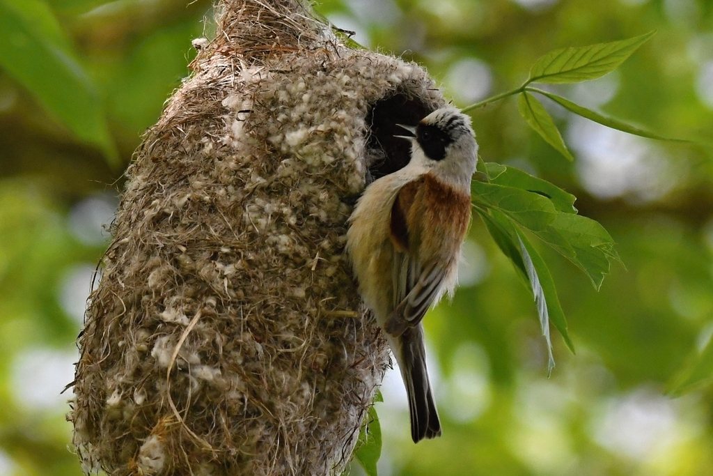 Eurasian Penduline Tit
