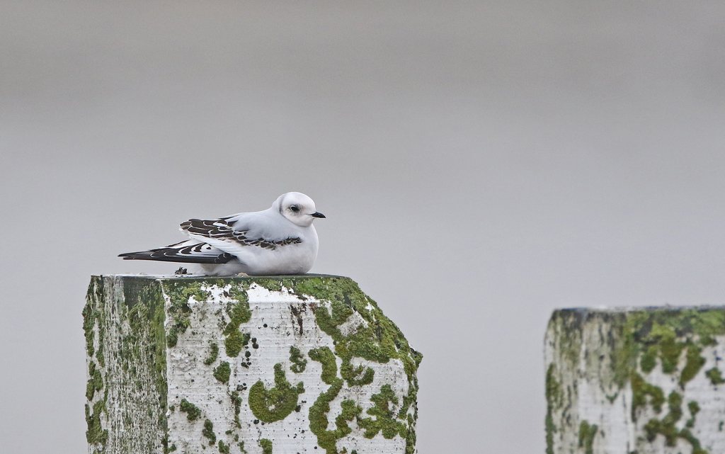 Ross's Gull