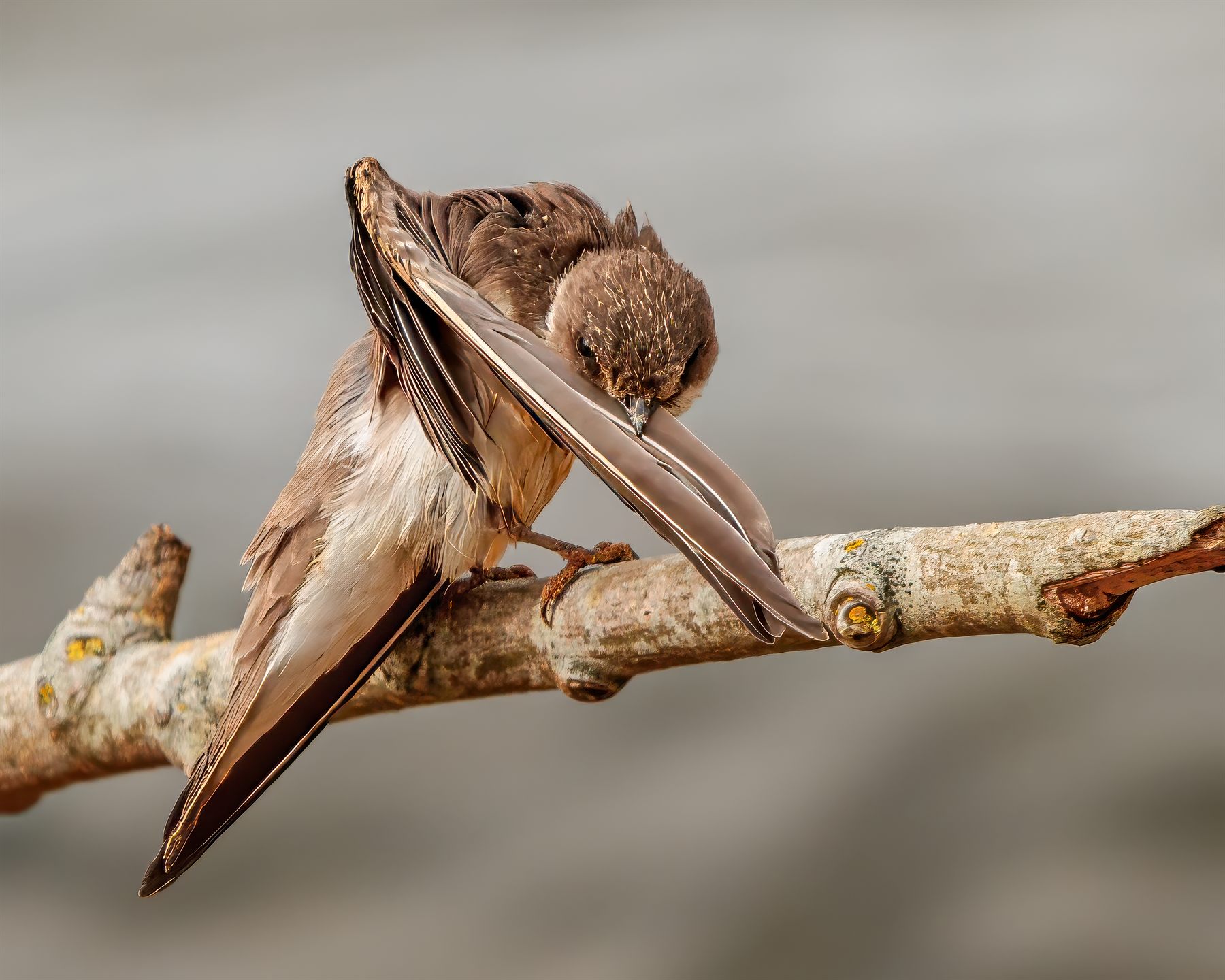 Sand Martin