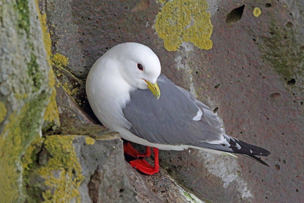 Red-legged Kittiwake