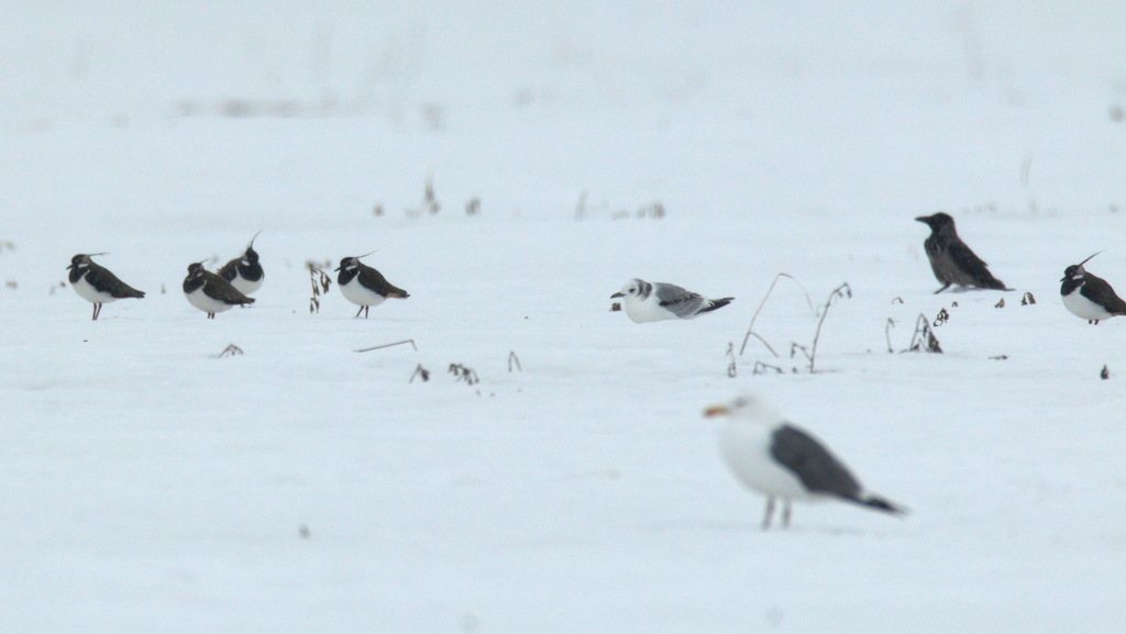 Black-legged Kittiwake