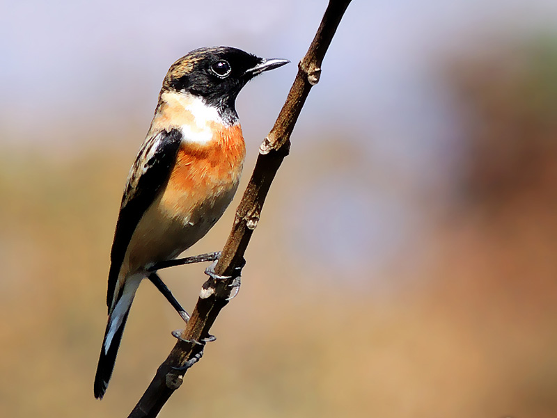 Siberian Stonechat