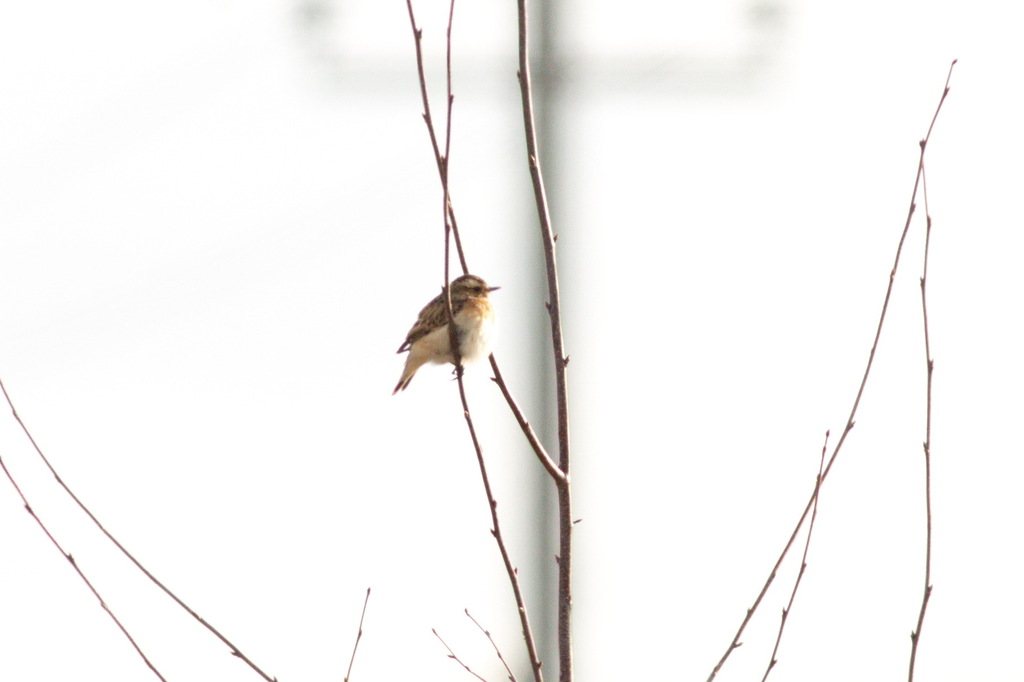 Whinchat