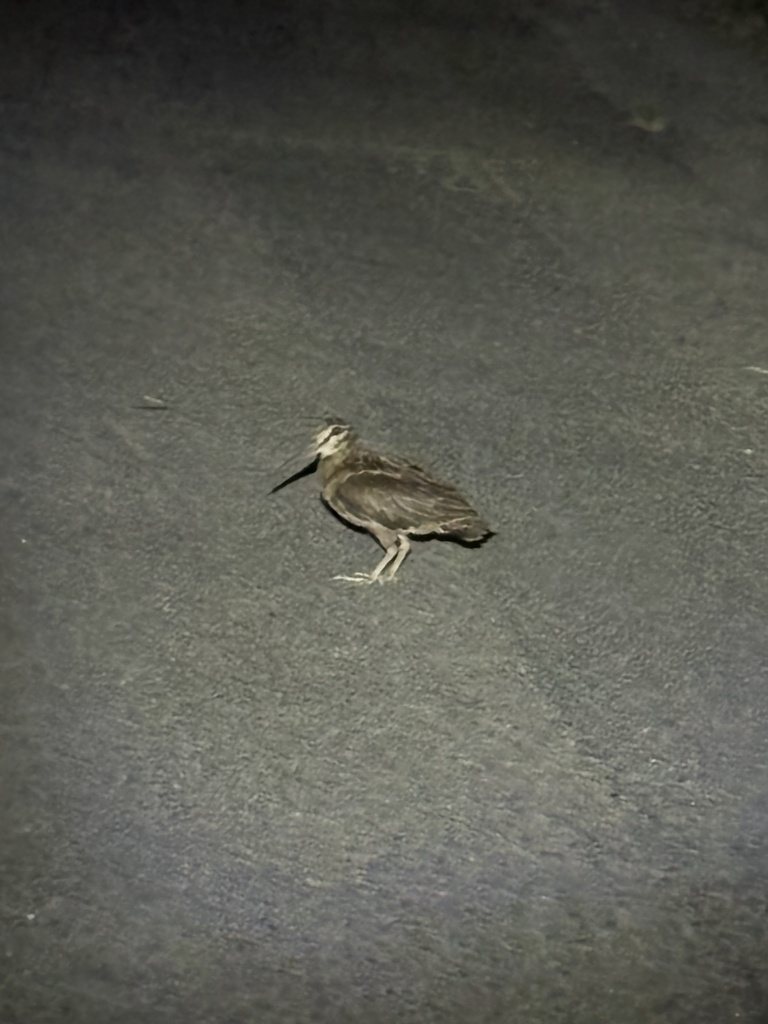 Amami Woodcock