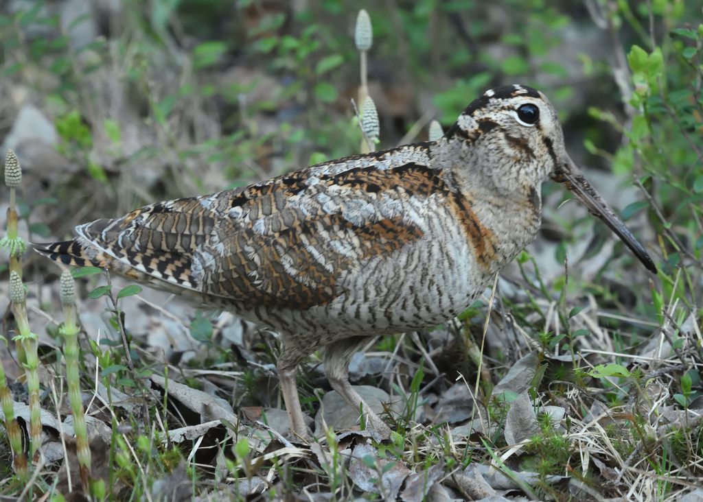 Eurasian Woodcock
