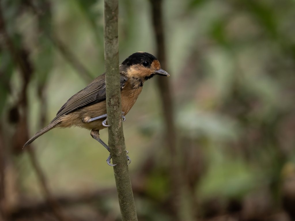 Iriomote Tit
