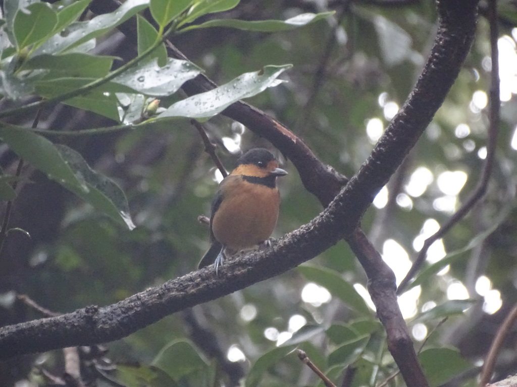 Owston's Tit