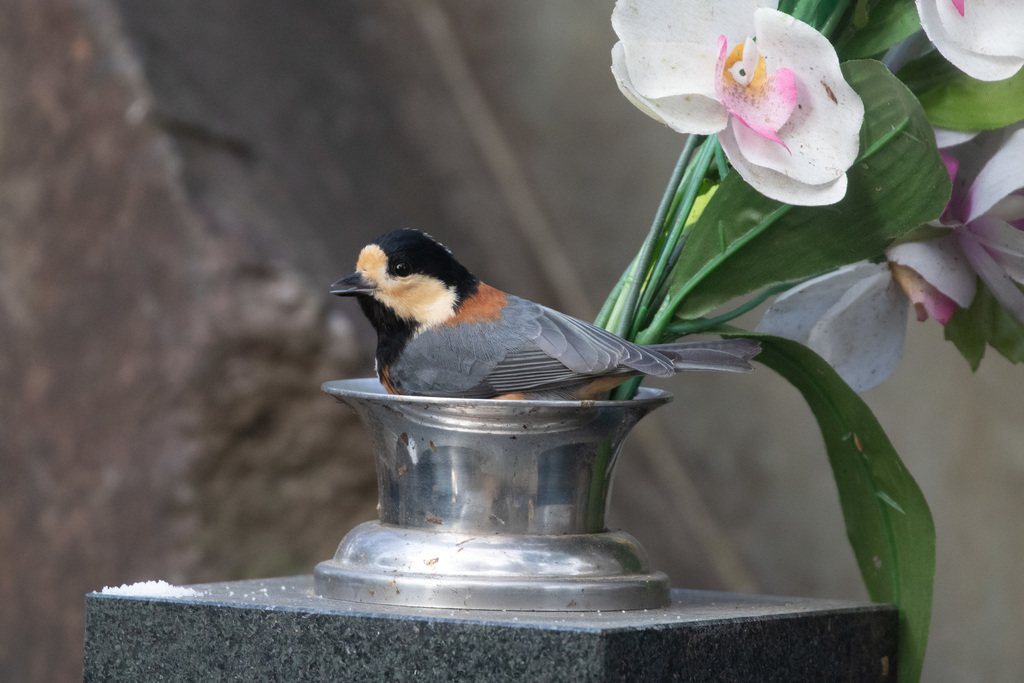 Varied Tit
