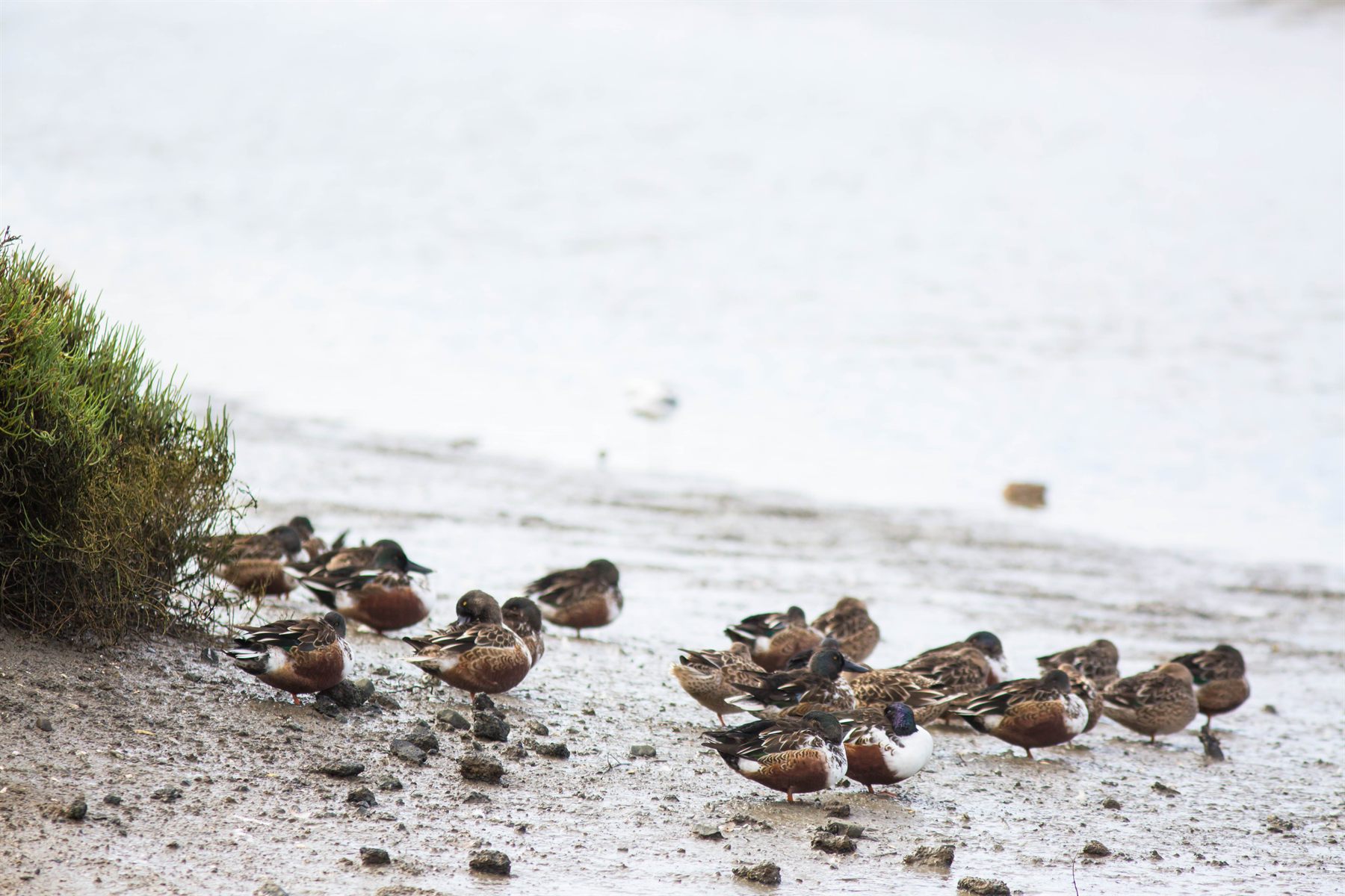 Northern Shoveler