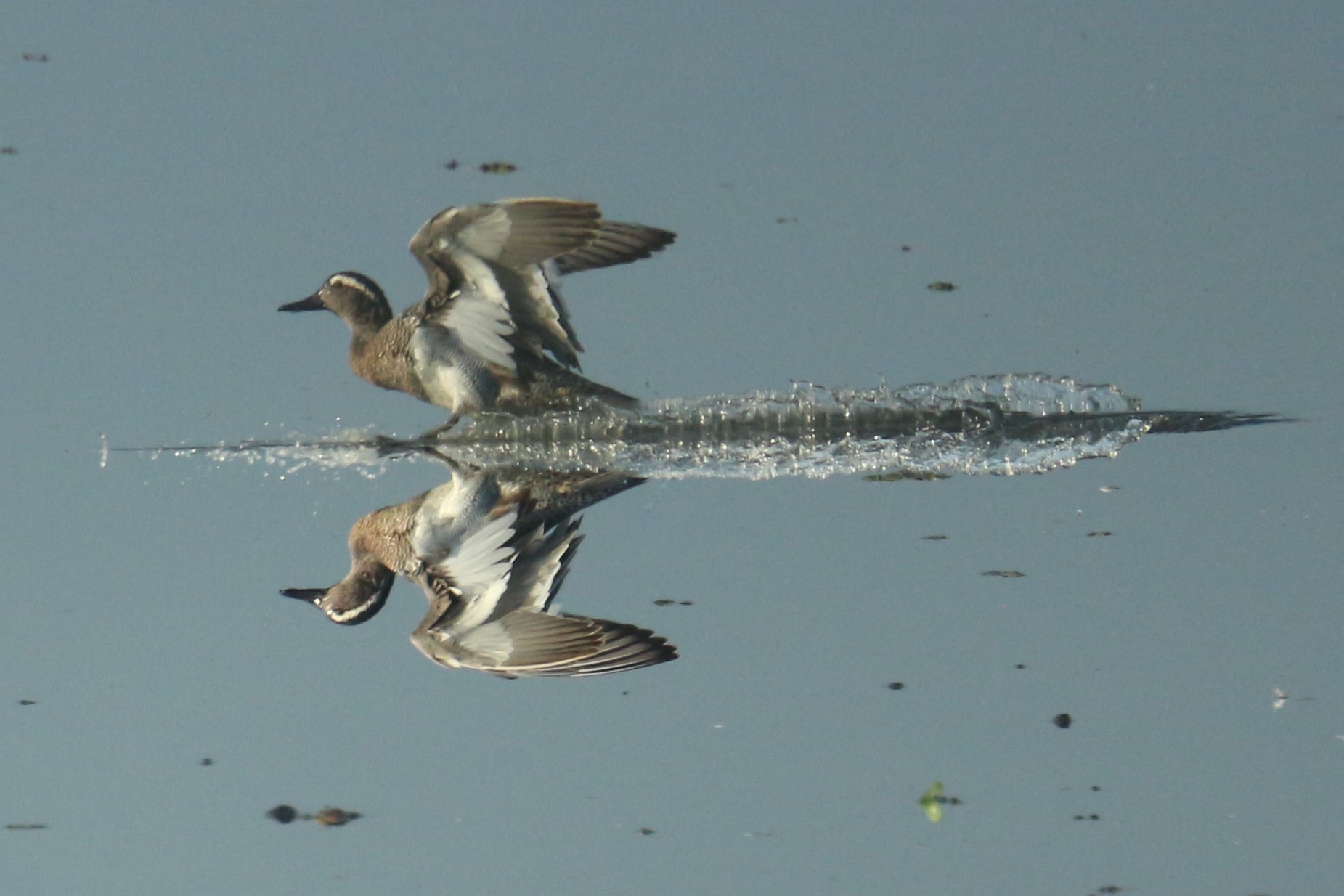 Garganey