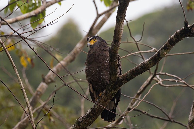 Crested Serpent Eagle