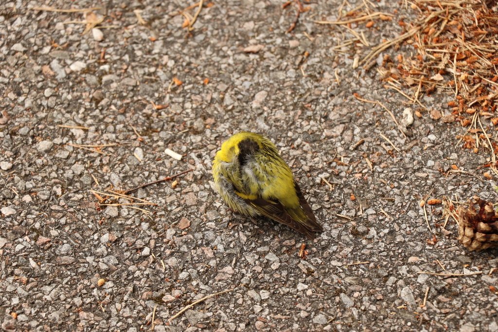 Eurasian Siskin