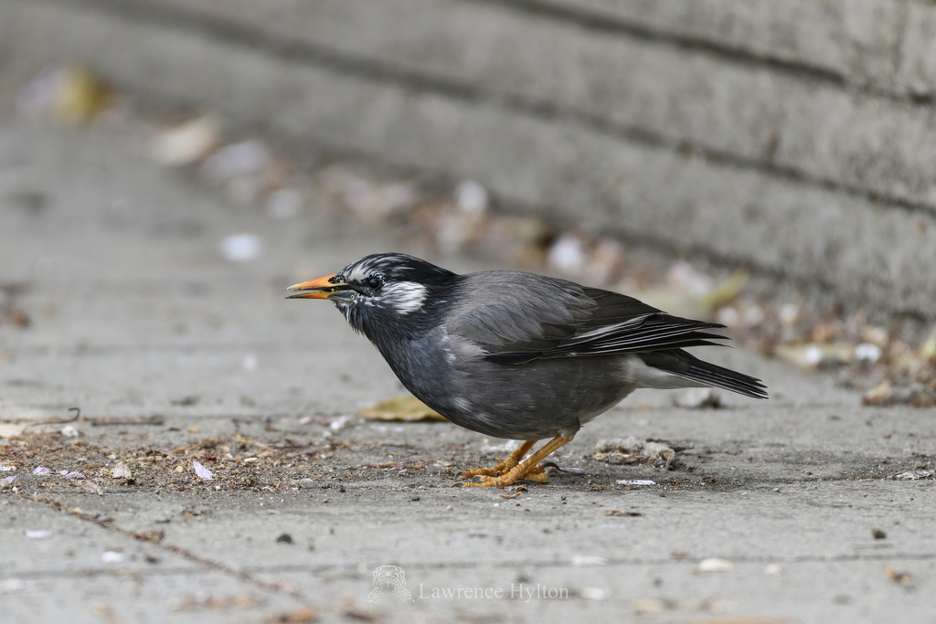 White-cheeked Starling