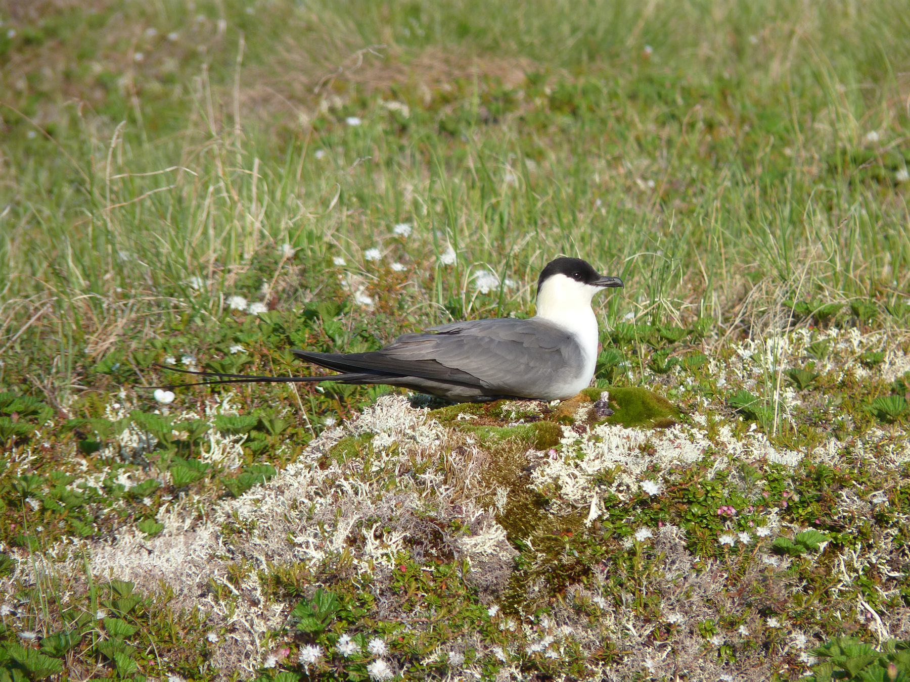 Long-tailed Jaeger