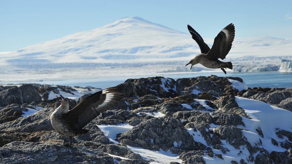 South Polar Skua