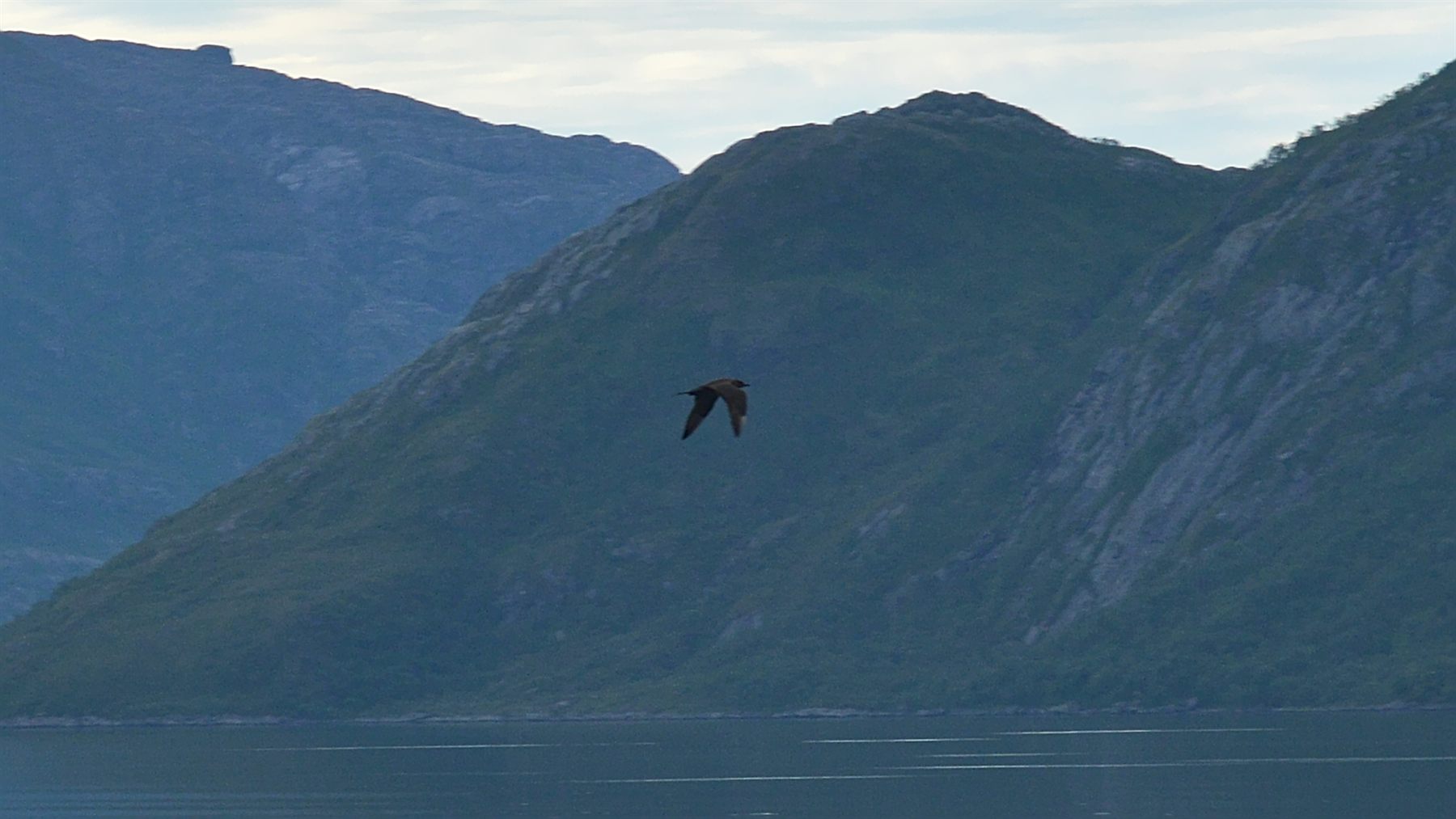 Parasitic Jaeger