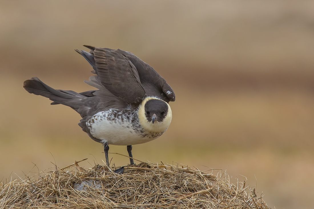 Pomarine Jaeger