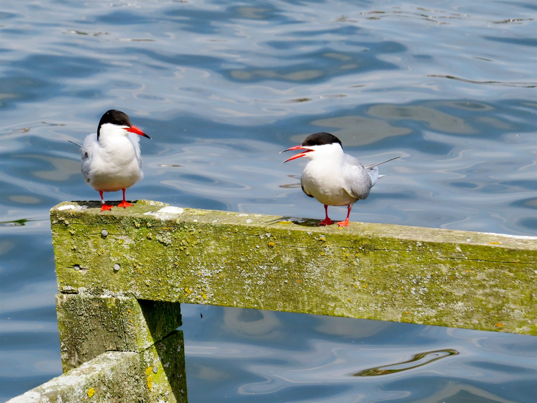 Common Tern
