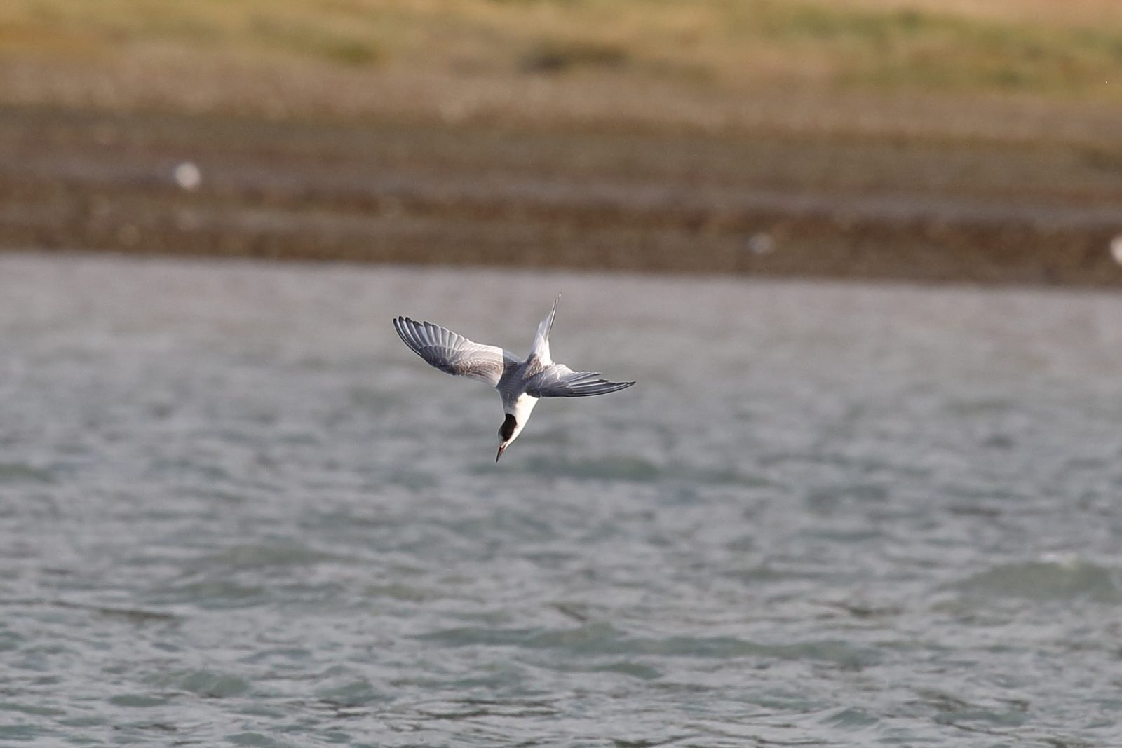 Arctic Tern