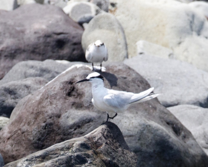 Black-naped Tern