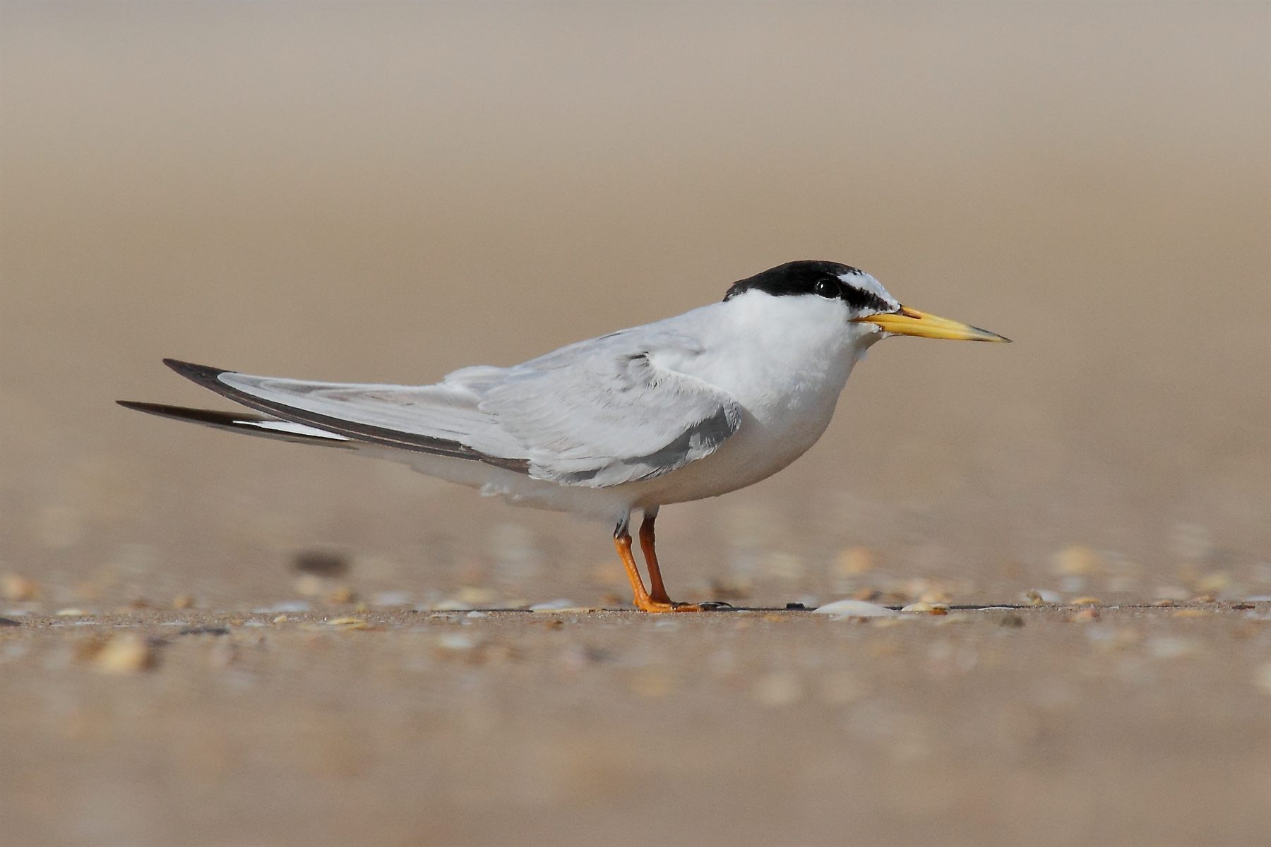 Little Tern